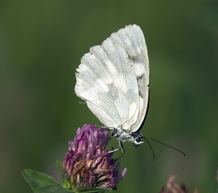 Melanargia galatea var. leucomelas